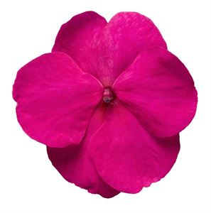 Bild von Impatiens P9 Bright Rose